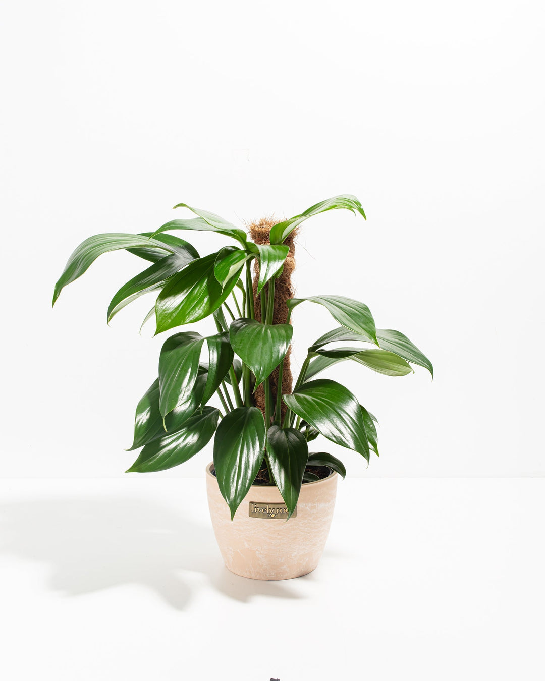 Dragon's Tail Philodendron with Totem
