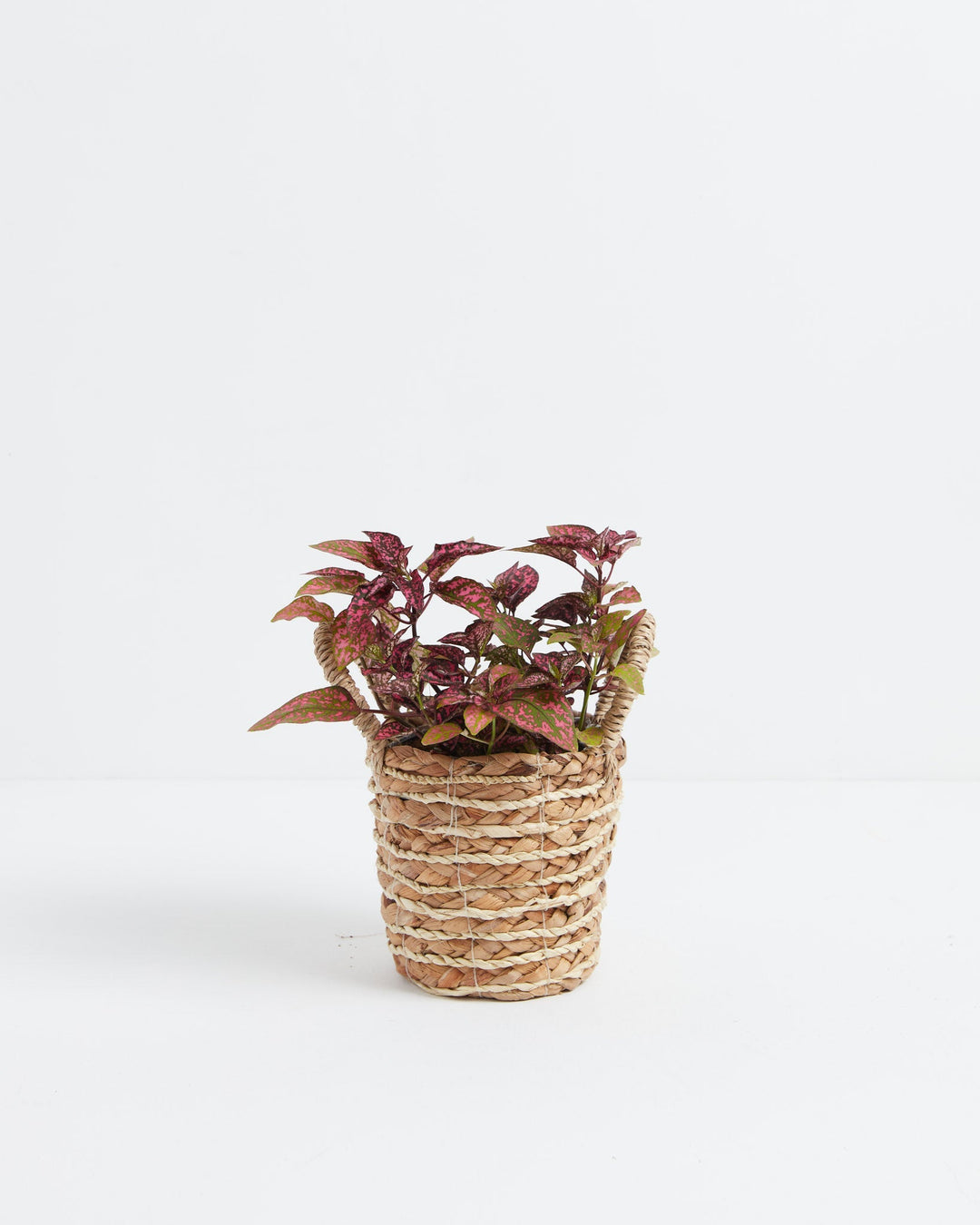 Pink Polka Dot Plant with colorful foliage potted inside a small, woven wicker basket with handles.