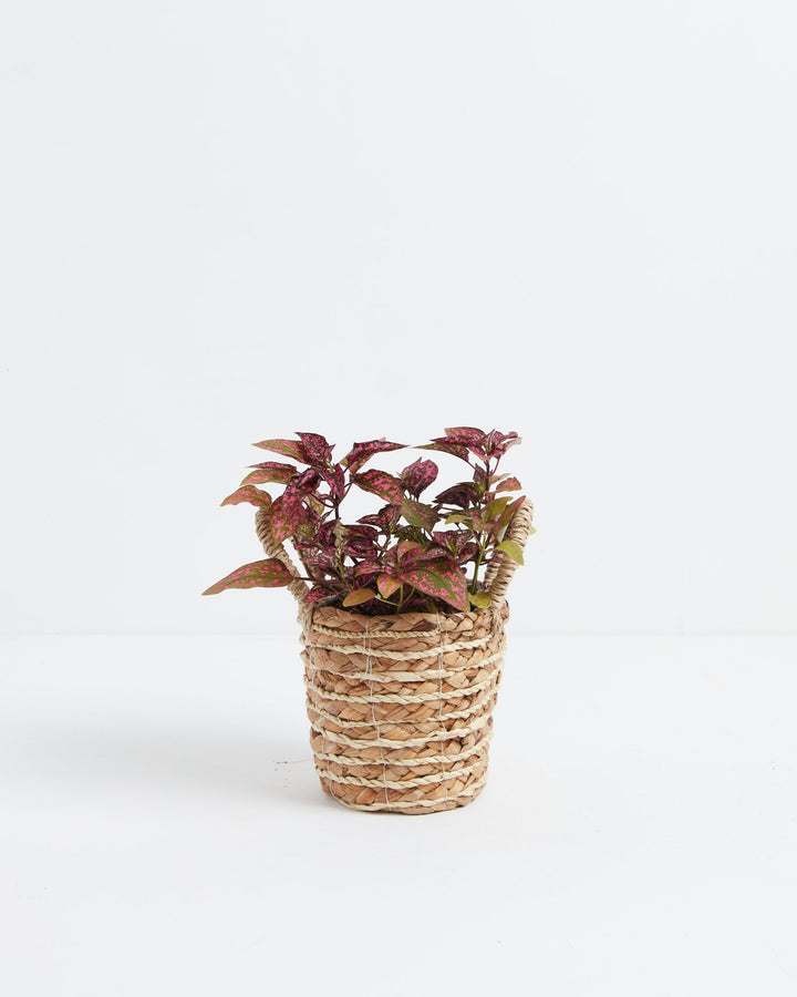 Pink Polka Dot Plant with colorful foliage potted inside a small, woven wicker basket with handles.
