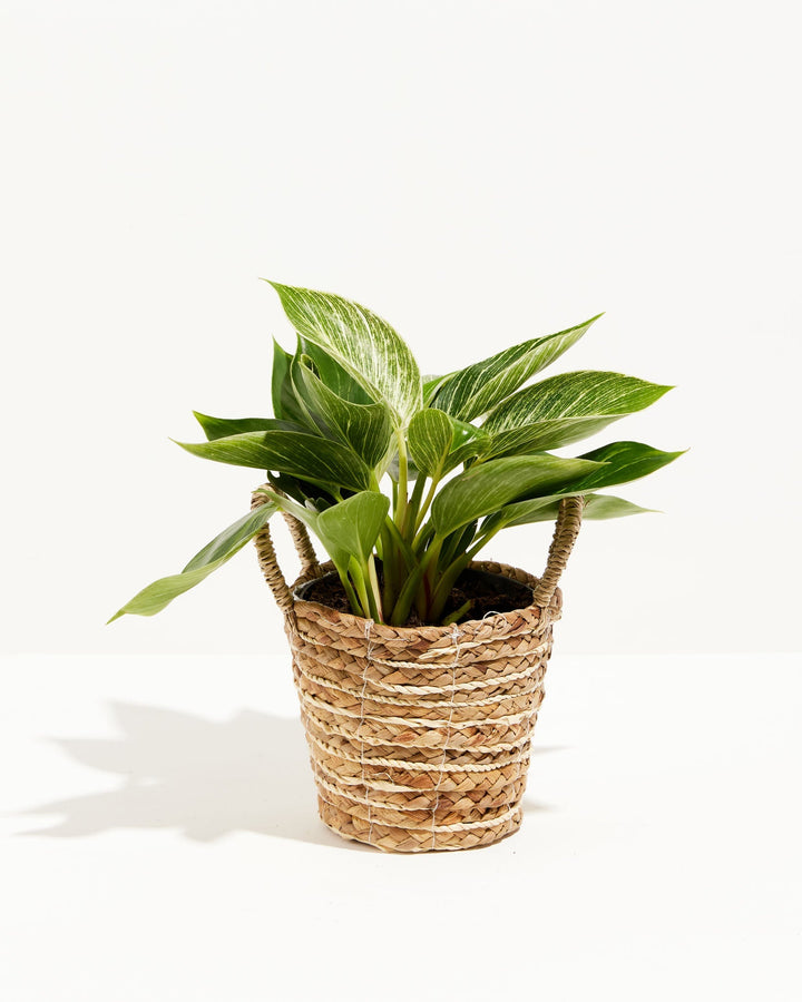 6 inch Philodendron Birkin (Philodendron 'Birkin') in a woven seagrass handled basket with full bushy dark green and white pinstripe-variegated foliage against a white background.