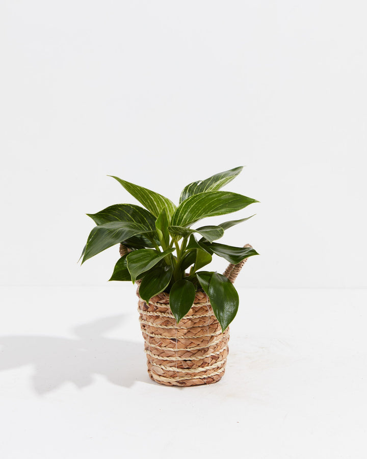 4 inch Philodendron Birkin (Philodendron 'Birkin') in a woven seagrass basket with dark green pinstripe-variegated foliage against a white background.