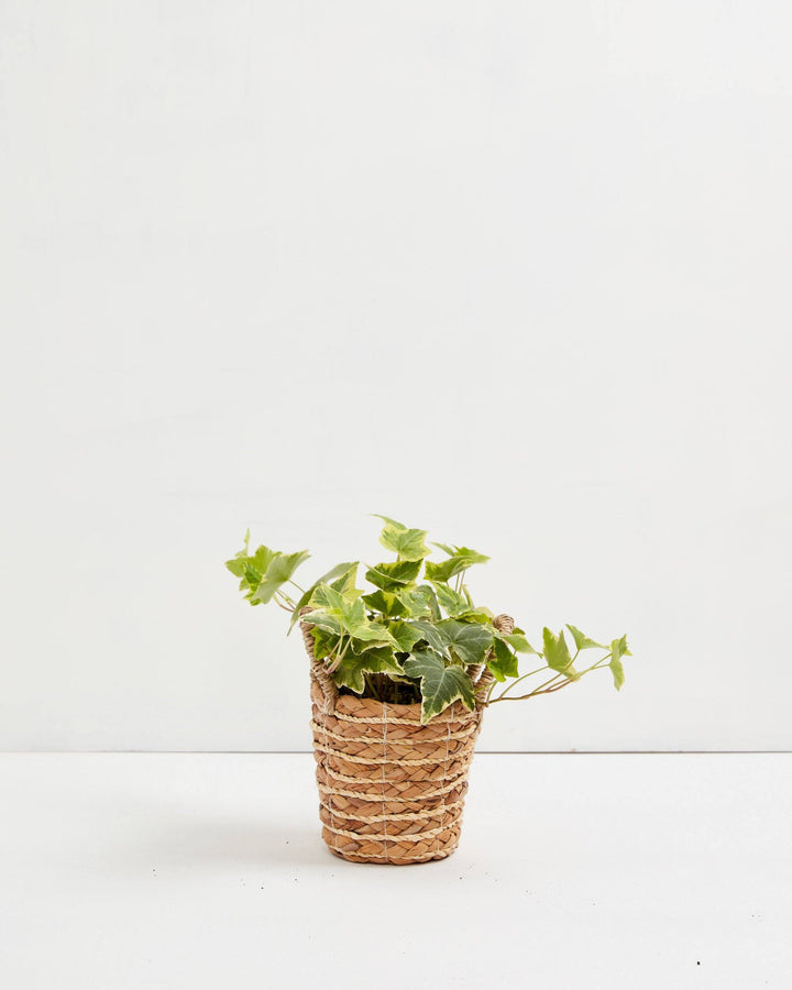 English Ivy Gold Child