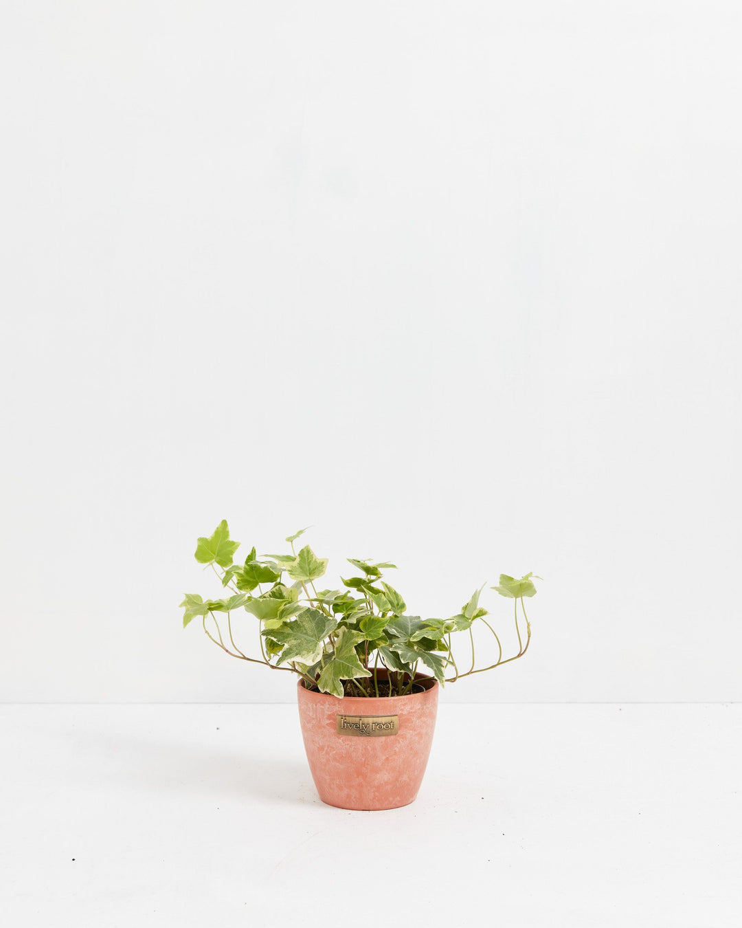 English Ivy Gold Child