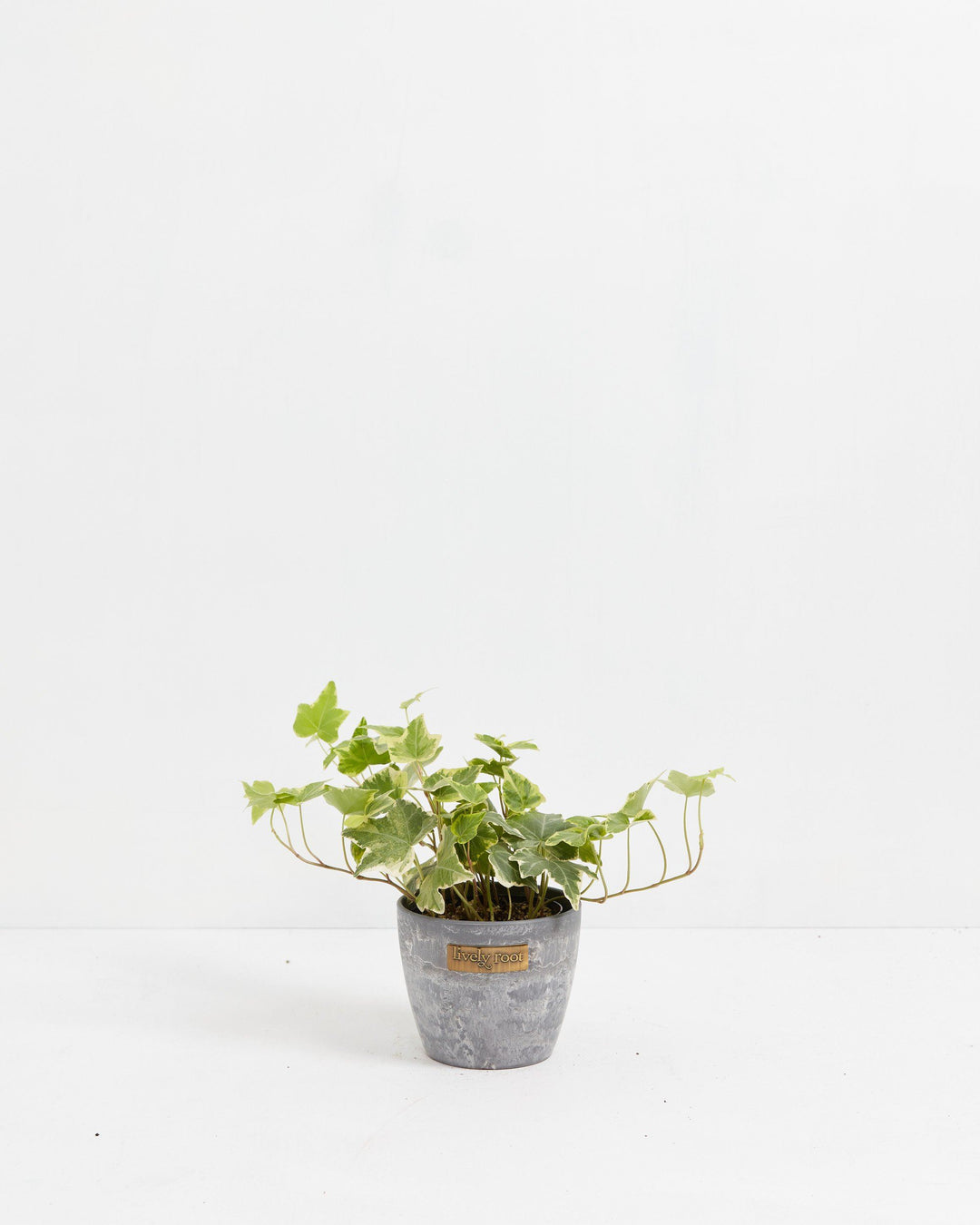 English Ivy Gold Child