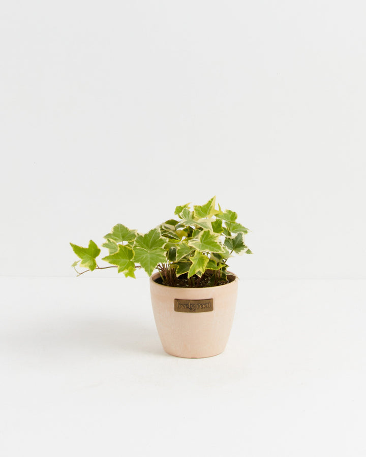 English Ivy Gold Child