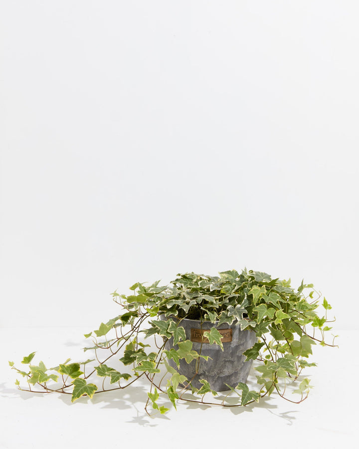 English Ivy Gold Child