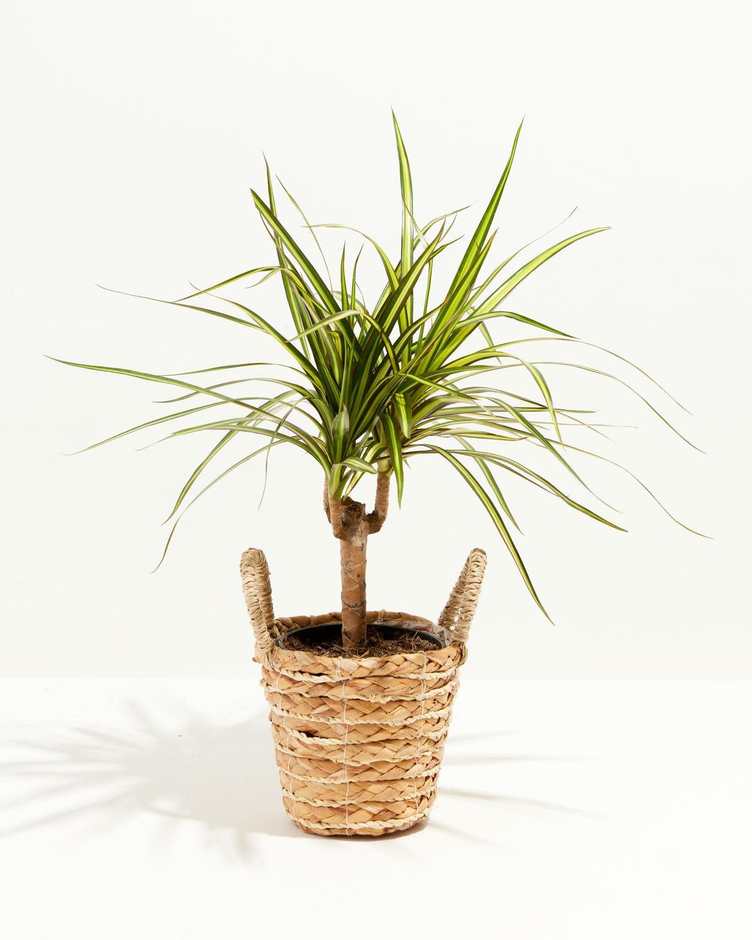 Dracaena Ray Of Sunshine