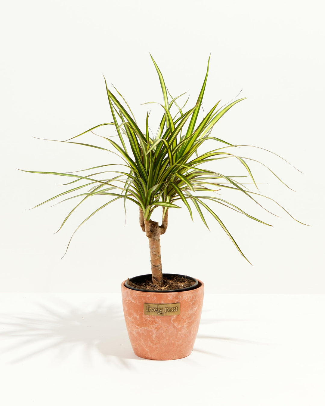 Dracaena Ray Of Sunshine