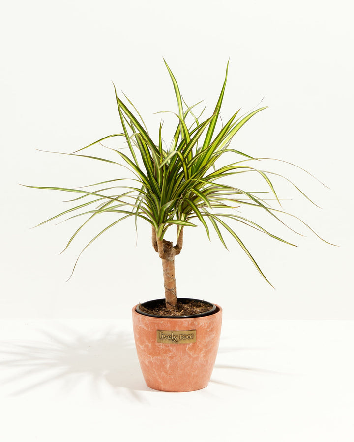 Dracaena Ray Of Sunshine
