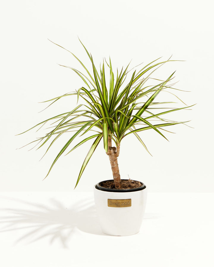 Dracaena Ray Of Sunshine
