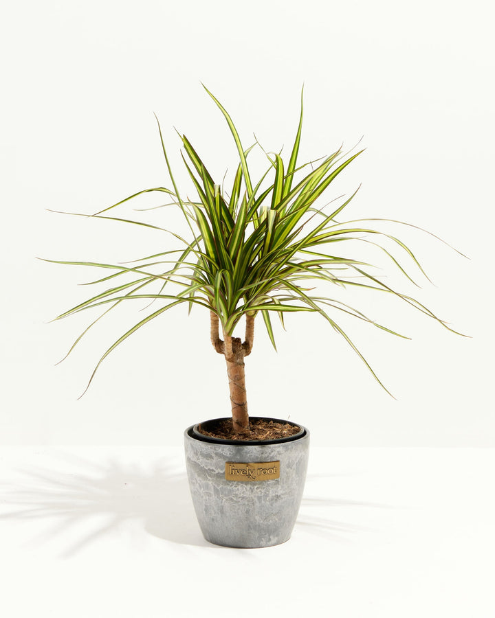 Dracaena Ray Of Sunshine