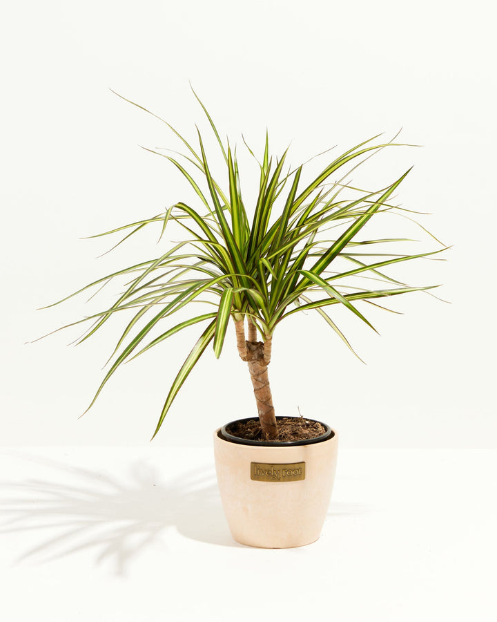 Dracaena Ray Of Sunshine