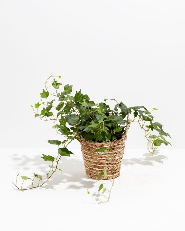 English Ivy Deep Green Ripple