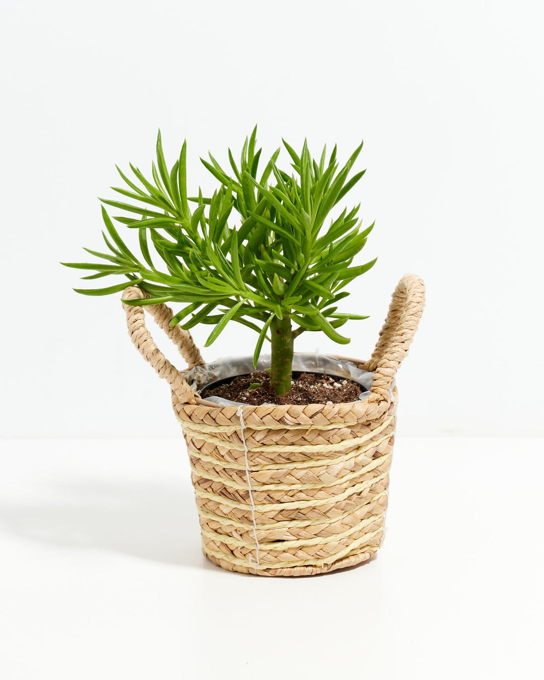 Peperomia Green Bean