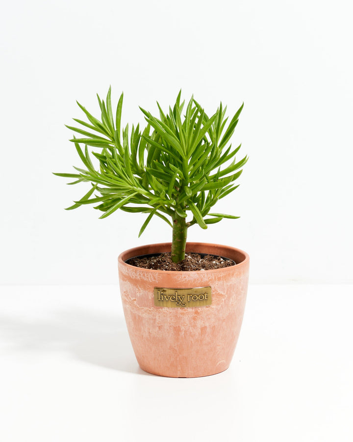 Peperomia Green Bean