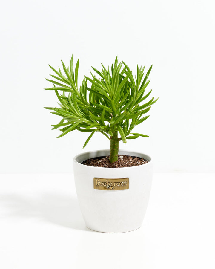 Peperomia Green Bean