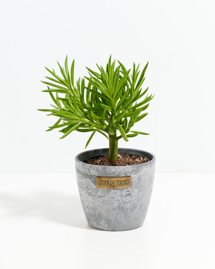 Peperomia Green Bean