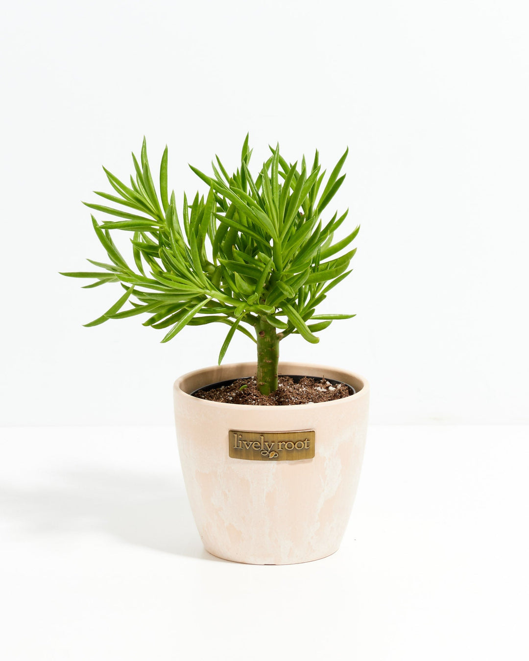 Peperomia Green Bean
