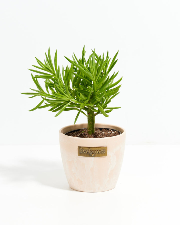 Peperomia Green Bean