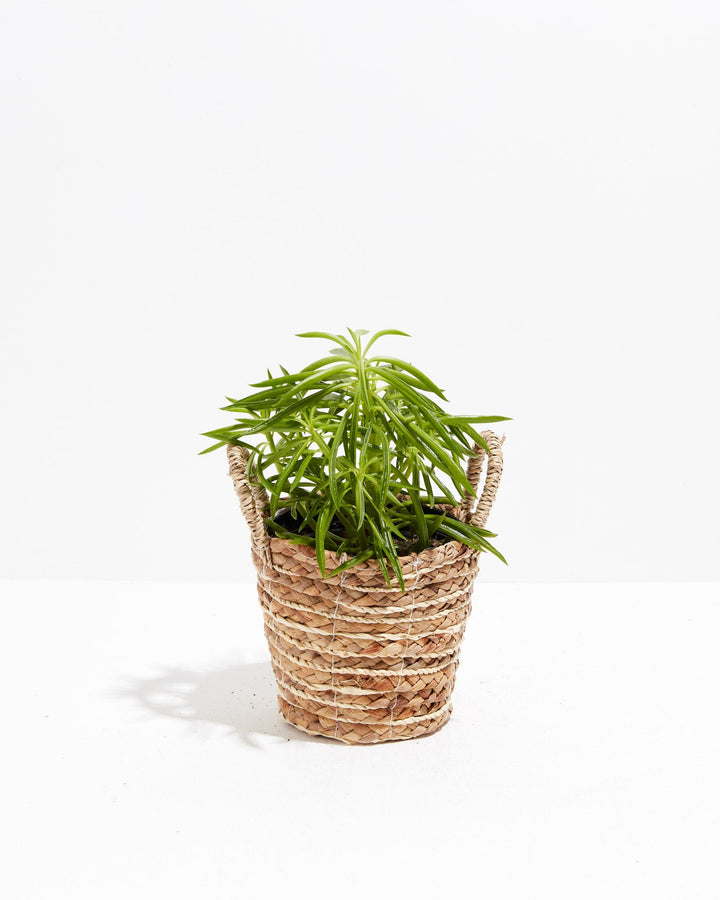 Peperomia Green Bean