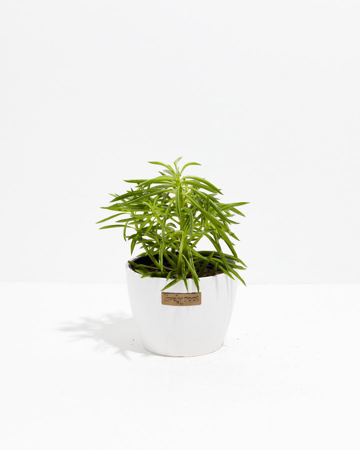 Peperomia Green Bean