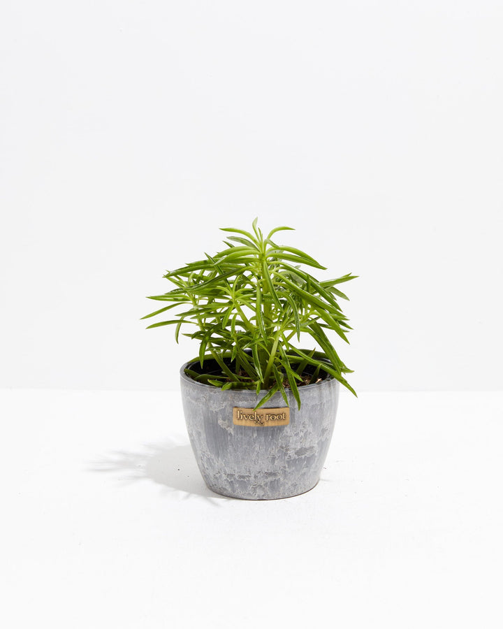 Peperomia Green Bean