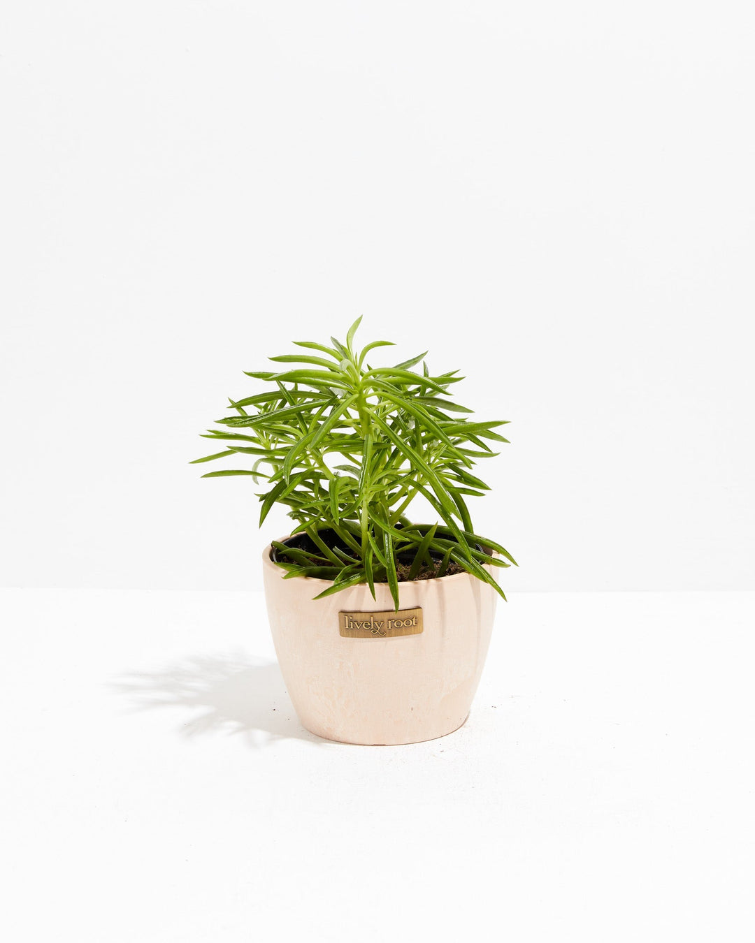Peperomia Green Bean