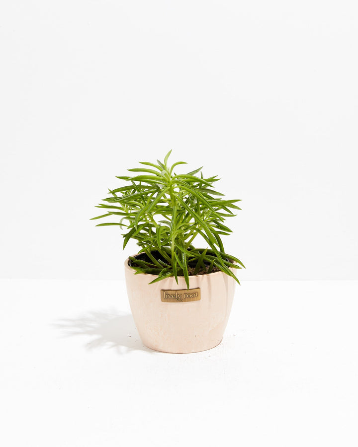 Peperomia Green Bean