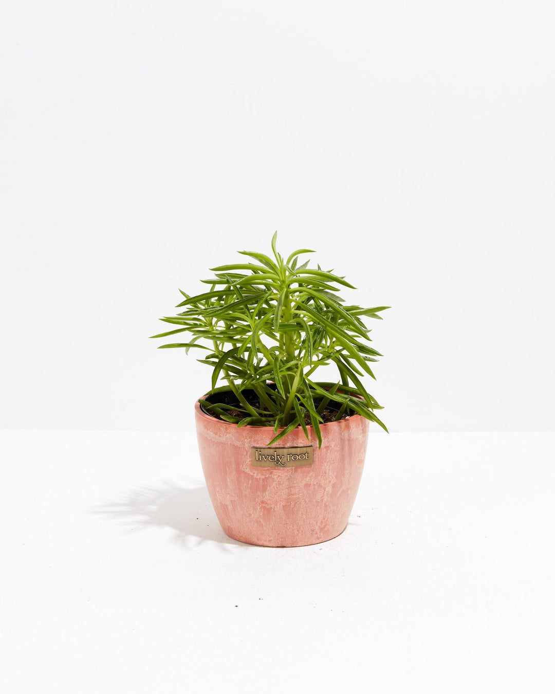 Peperomia Green Bean