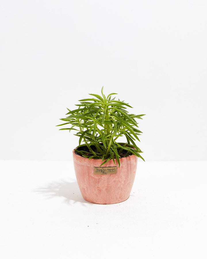 Peperomia Green Bean