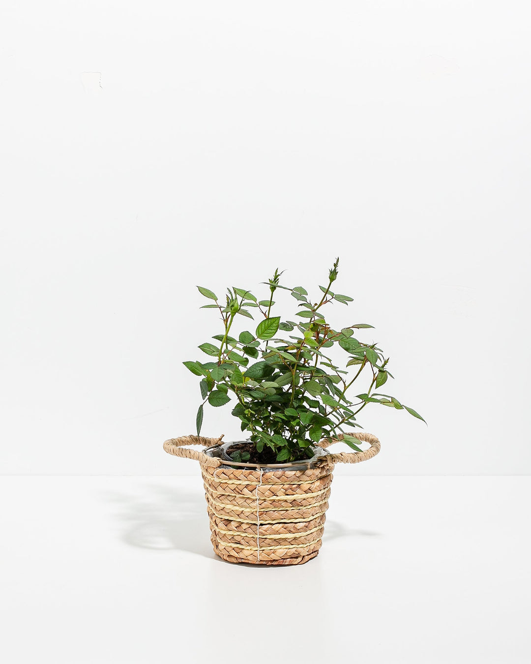 4-inch Tangerine Miniature Rose plant with green foliage and unopened buds in a woven seagrass basket with handles on white background
