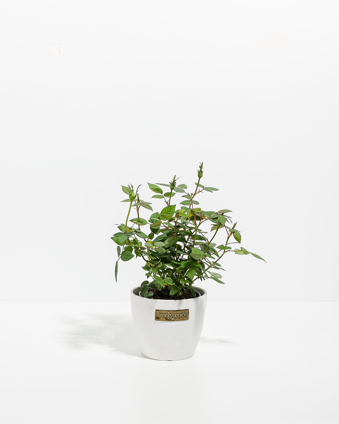 4-inch Tangerine Miniature Rose plant with green foliage and unopened buds in a white Lively Root branded ceramic pot on white background