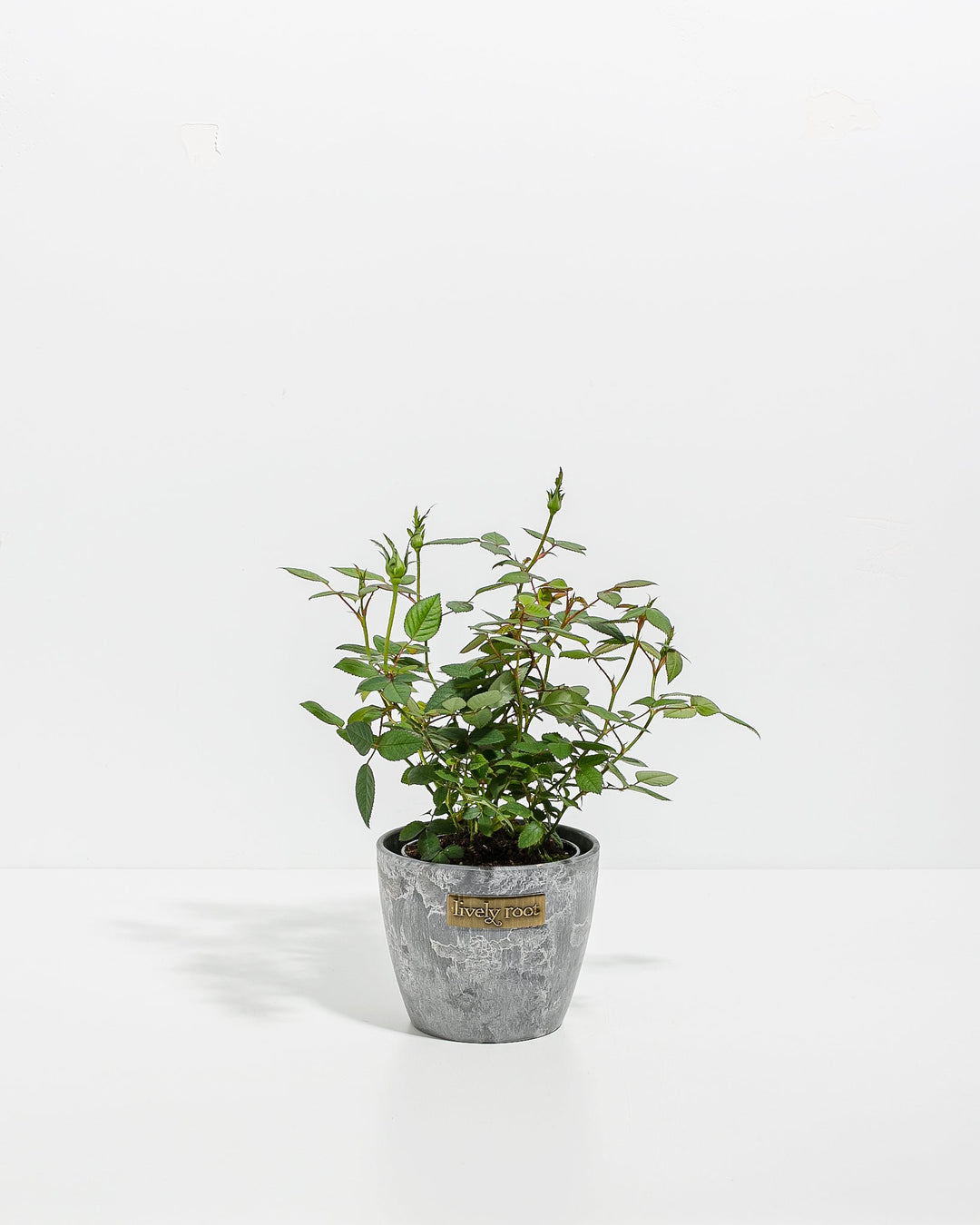 4-inch Tangerine Miniature Rose plant with green foliage and unopened buds in a gray Lively Root branded ceramic pot on white background