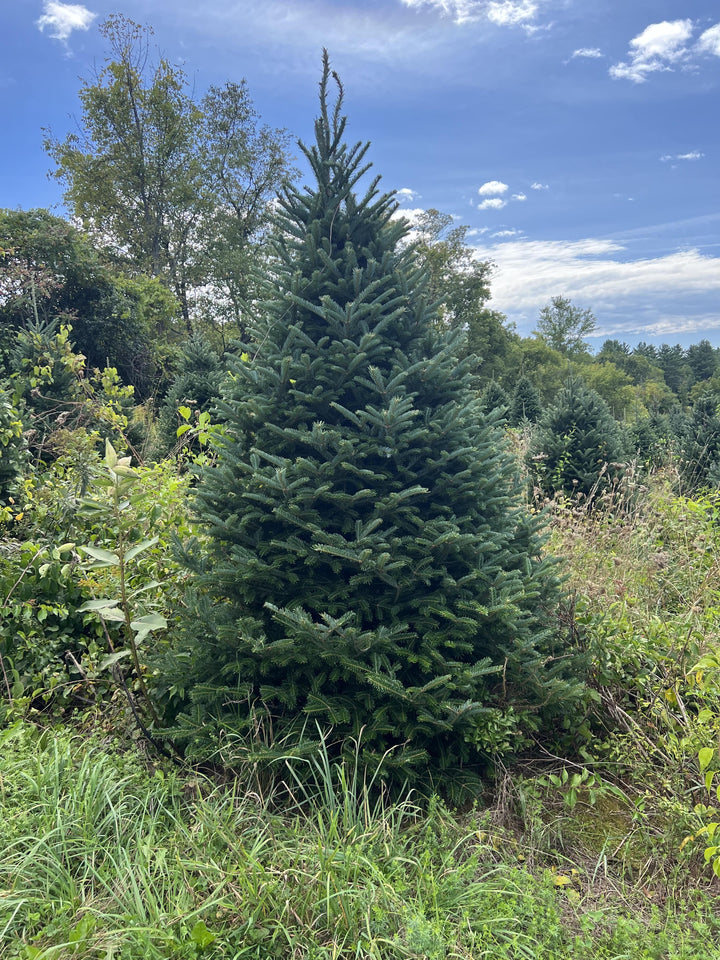 6ft Fraser Fir Christmas Tree