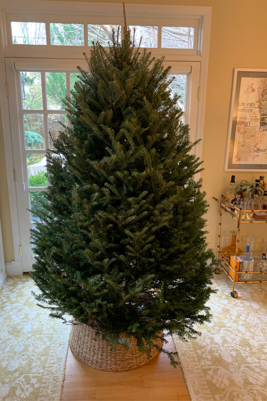 6ft Balsam Fir Christmas Tree