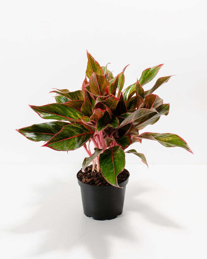 Aglaonema Red Siam specimen in black nursery pot showing multiple stems with red coloring and variegated green foliage, ready-to-gift tropical houseplant with full growth.