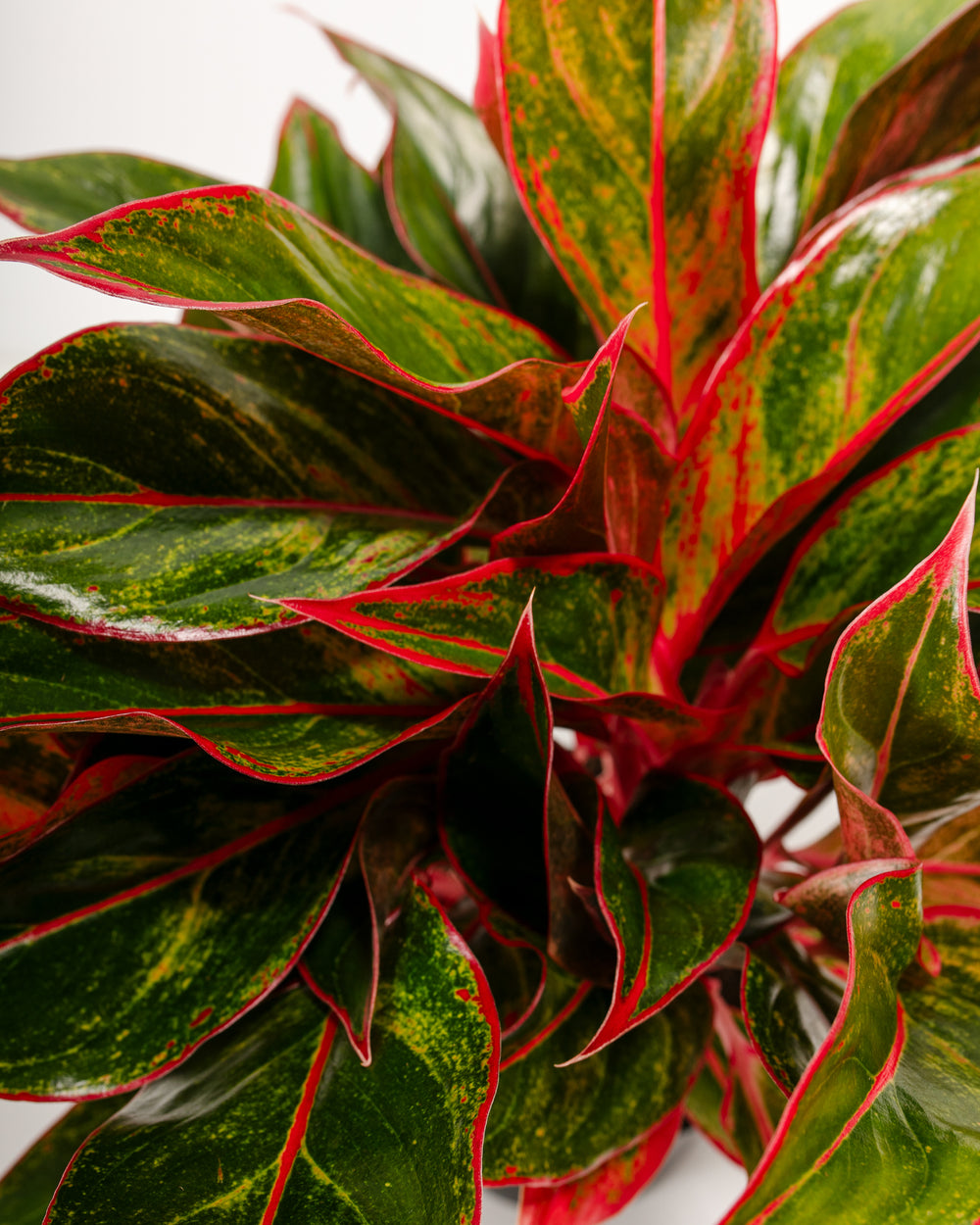 Detailed macro of Aglaonema Red Siam leaf showing deep red veining pattern throughout green foliage surface, highlighting the plant's signature bold variegation and color intensity.