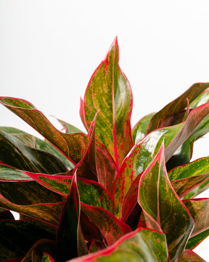 Macro detail of Aglaonema Red Siam foliage highlighting prominent red vein patterns and green base coloring characteristic of this tropical plant's striking leaf markings.