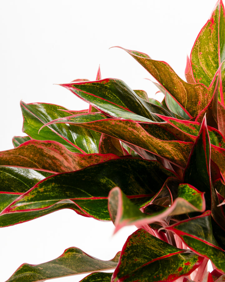 Close-up detail of Aglaonema Red Siam leaf displaying distinctive red margin veining across green foliage surface, showcasing the plant's signature color contrast and variegation pattern.