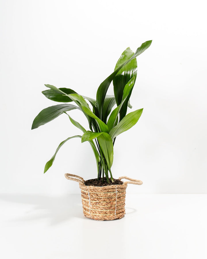 A full studio shot of a Cast Iron Plant nested inside a small, woven seagrass basket planter with two loop handles. The plant's deep green foliage arches gracefully upward and outward against a solid white backdrop.