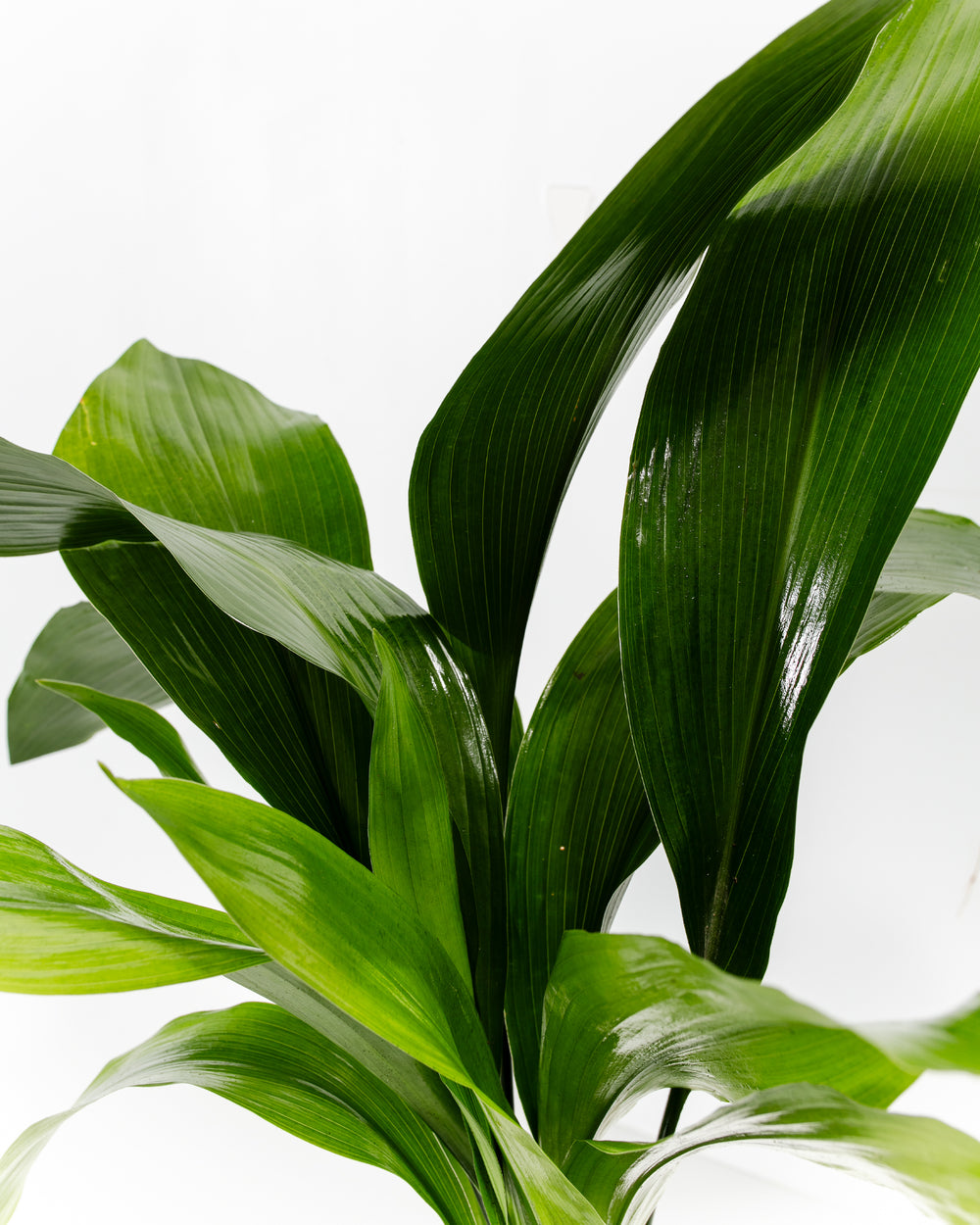 Close-up view of the glossy, dark green lance-shaped leaves of a Cast Iron Plant against a white background.