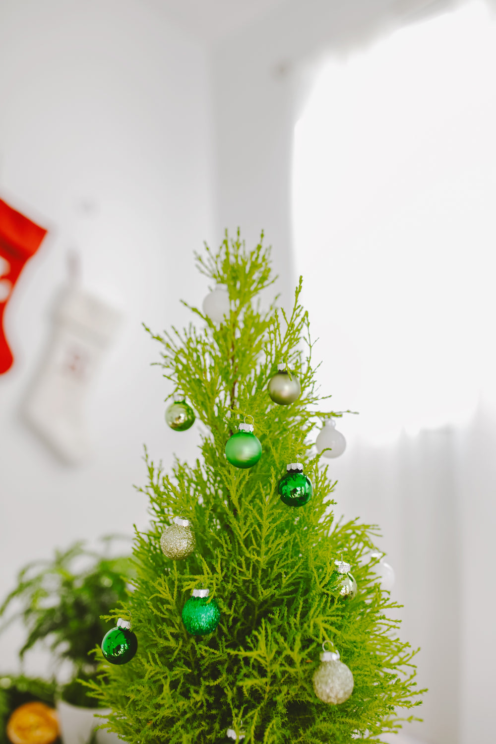 Lemon Cypress holiday decorated cone, 6-inch with hanging green and white ornaments, festive small evergreen tree styling with seasonal accessories
