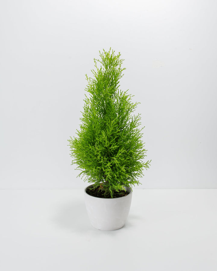 Lemon Cypress 6-inch in white ceramic pot, narrow conical evergreen with delicate soft green foliage, bright aromatic living plant