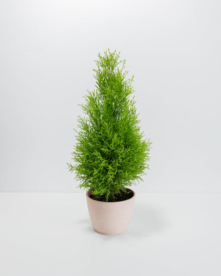 Lemon Cypress topiary cone, 6-inch in peachy coral ceramic pot, feathery bright green aromatic foliage, classic conical evergreen houseplant