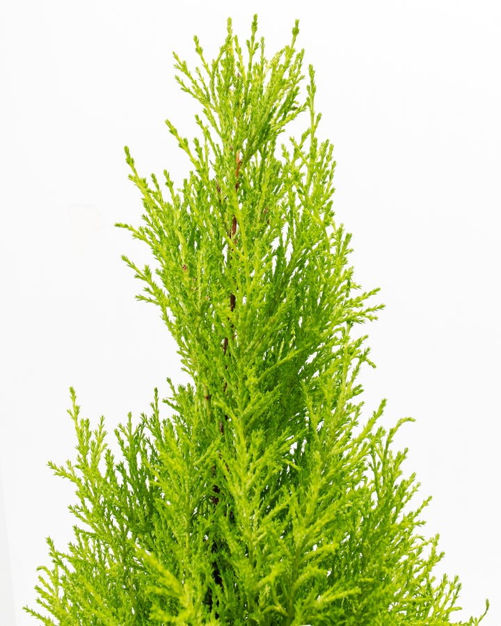 Lemon Cypress foliage detail, close-up of fine feathery needle-like green branches, aromatic citrus-scented evergreen plant texture
