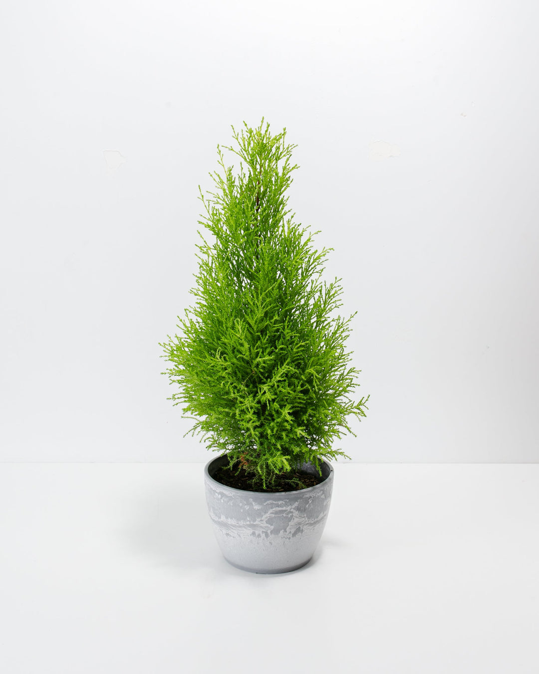Lemon Cypress cone topiary, 6-inch in grey weathered concrete-textured pot, dense pyramidal shape with lime-green feathery branches, holiday-ready houseplant