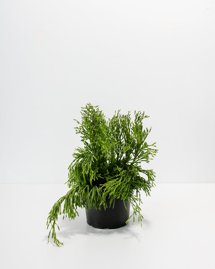 Established Mistletoe Cactus in 6-inch black grower pot featuring abundant segmented trailing stems with bright green foliage, mature specimen for re-potting.