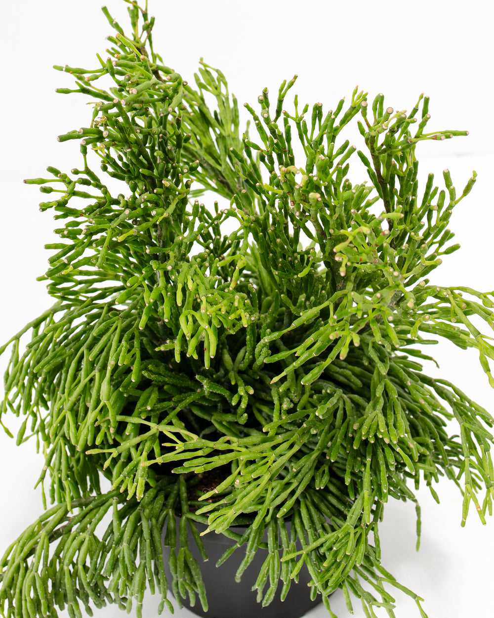 Macro overhead view of Mistletoe Cactus segmented stems with emerging buds, highlighting the fine articulated structure and vibrant lime-green coloring throughout.