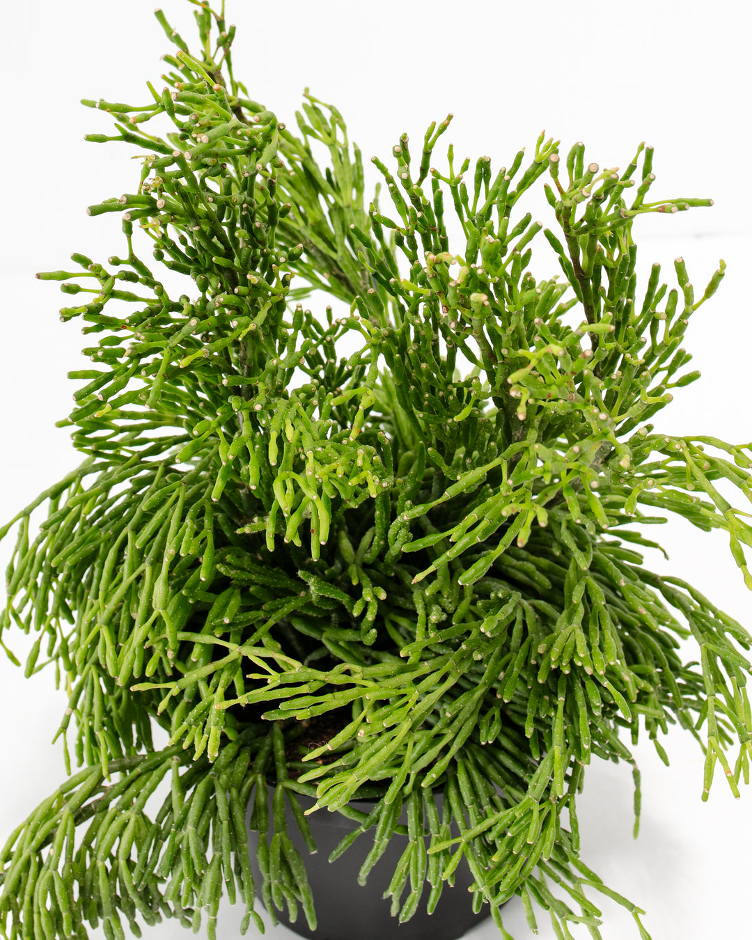Macro overhead view of Mistletoe Cactus segmented stems with emerging buds, highlighting the fine articulated structure and vibrant lime-green coloring throughout.