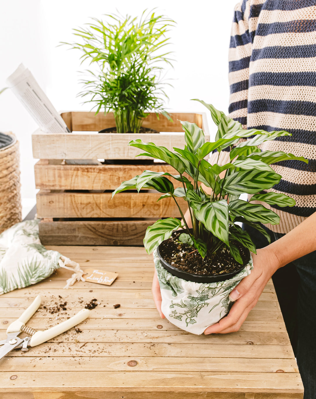 A person preparing a Calathea plant as a gift from a Lively Root Gift Plant Subscription, featuring a decorative fabric pot cover and gardening tools on a wooden table.
